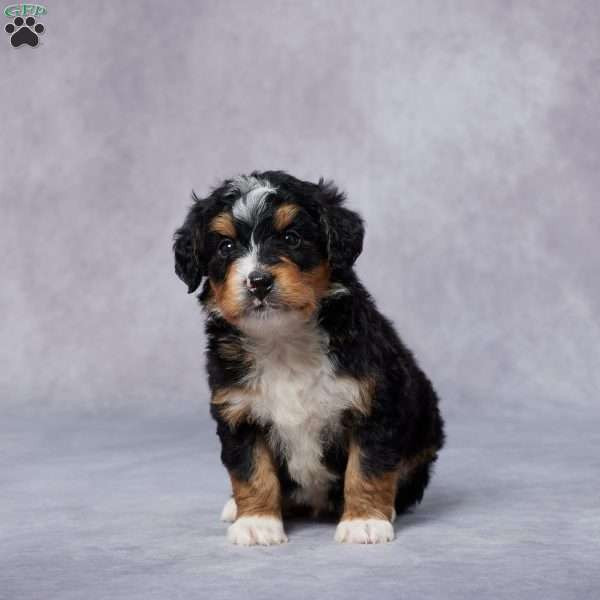 Cam, Mini Bernedoodle Puppy